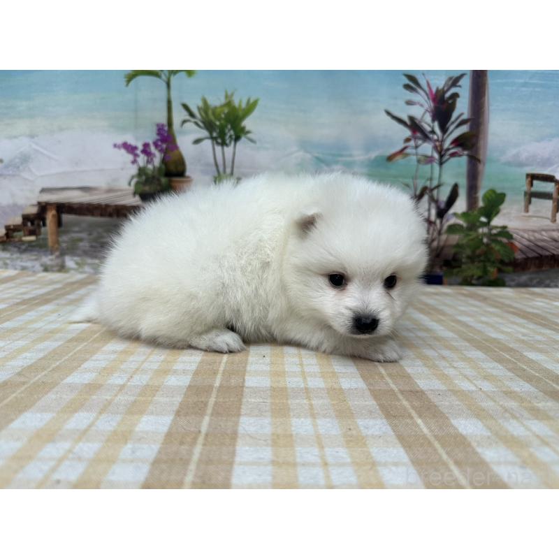 販売中の千葉県の日本スピッツ-427654の4枚目