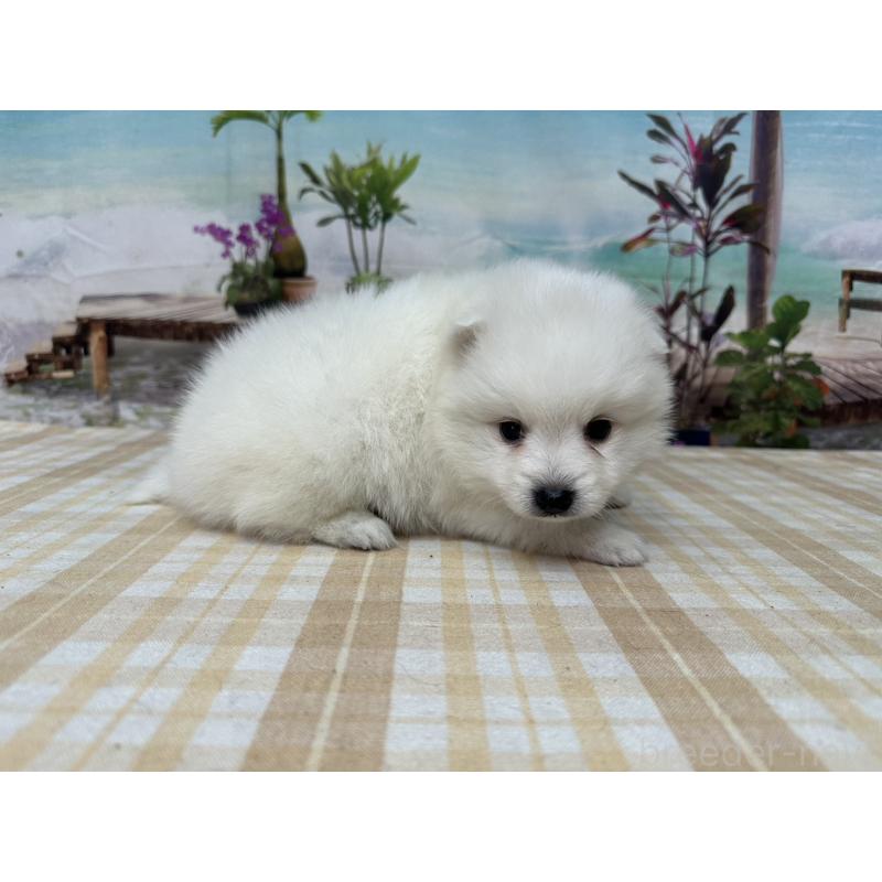 販売中の千葉県の日本スピッツ-427654の3枚目