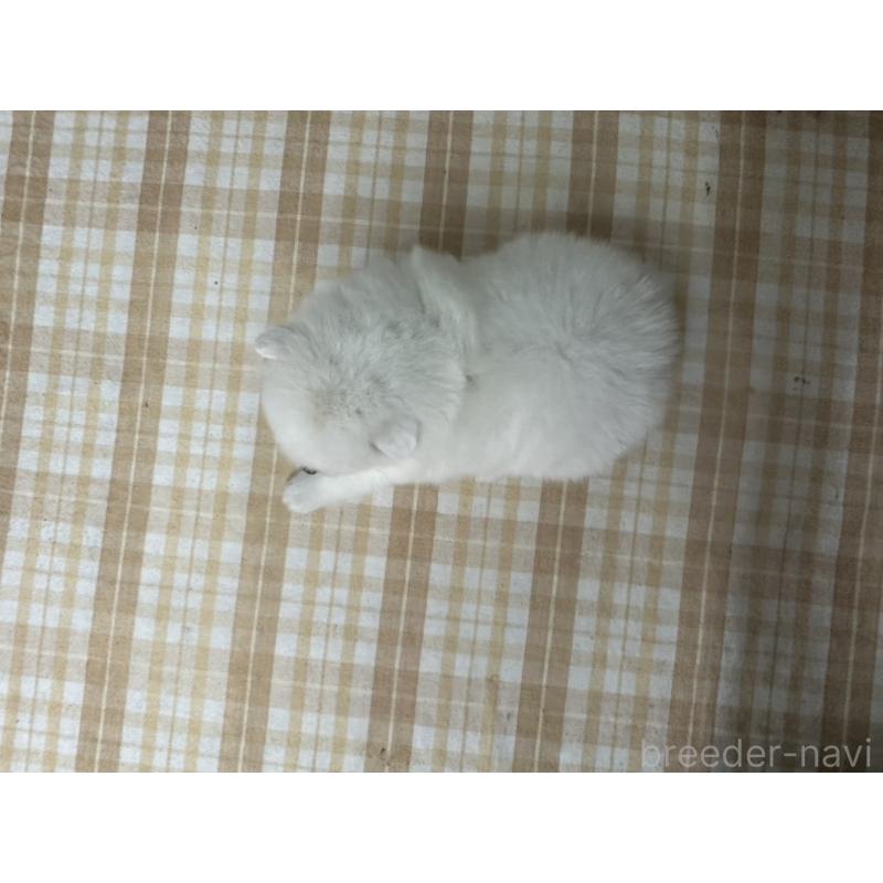 販売中の千葉県の日本スピッツ-427654の2枚目