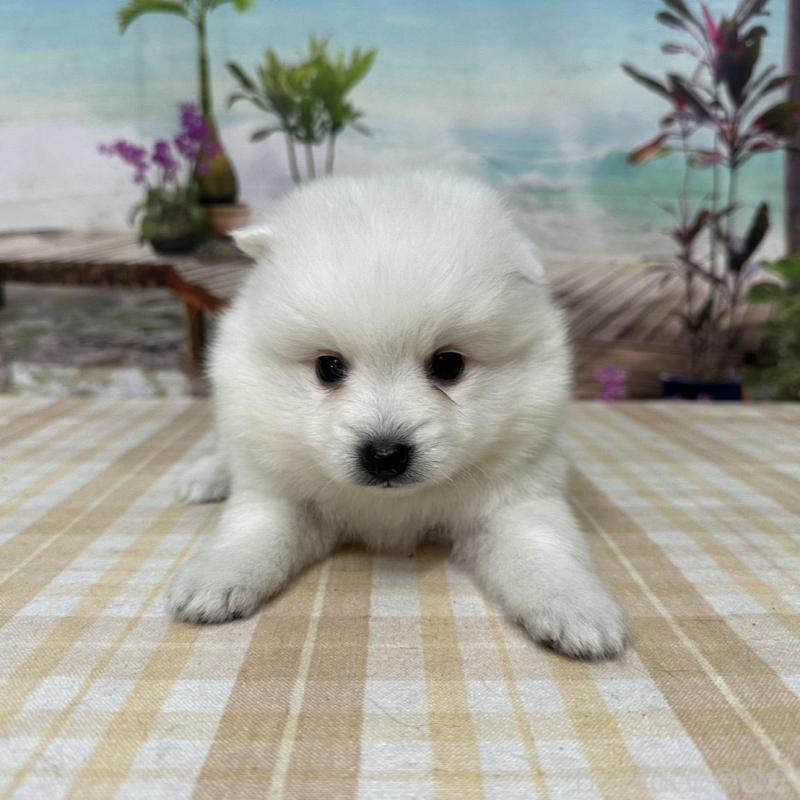 販売中の千葉県の日本スピッツ-427654