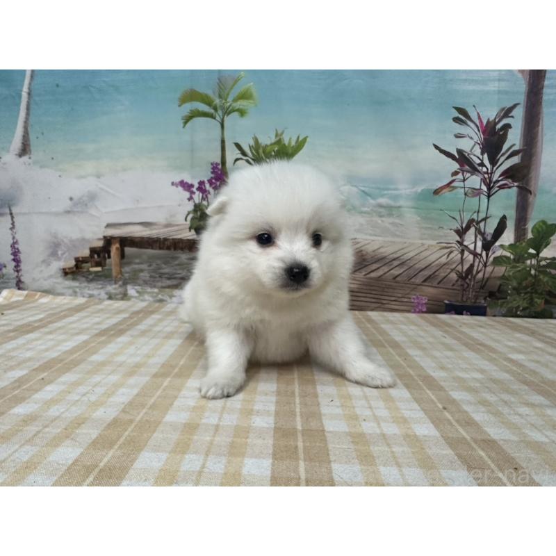 販売中の千葉県の日本スピッツ-427655の5枚目