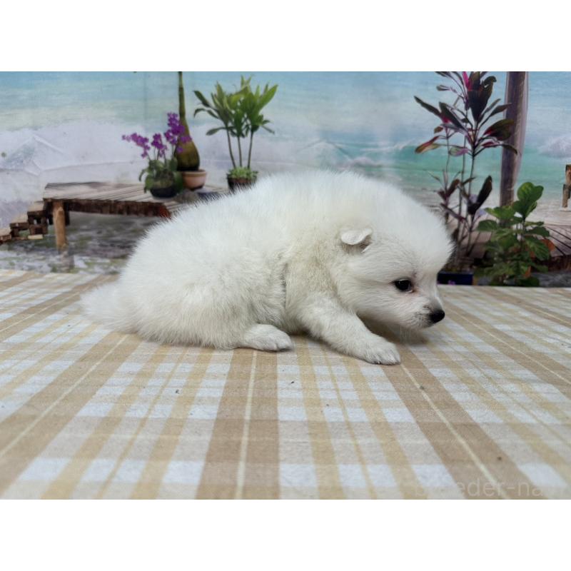 販売中の千葉県の日本スピッツ-427655の4枚目