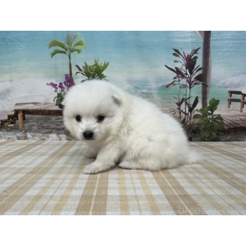 販売中の千葉県の日本スピッツ-427655の3枚目