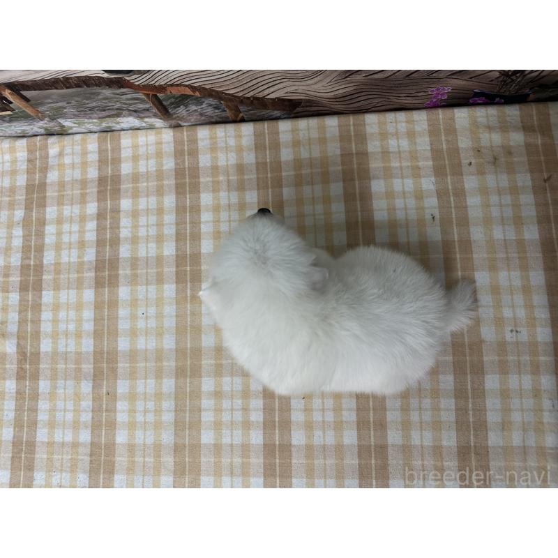 販売中の千葉県の日本スピッツ-427655の2枚目