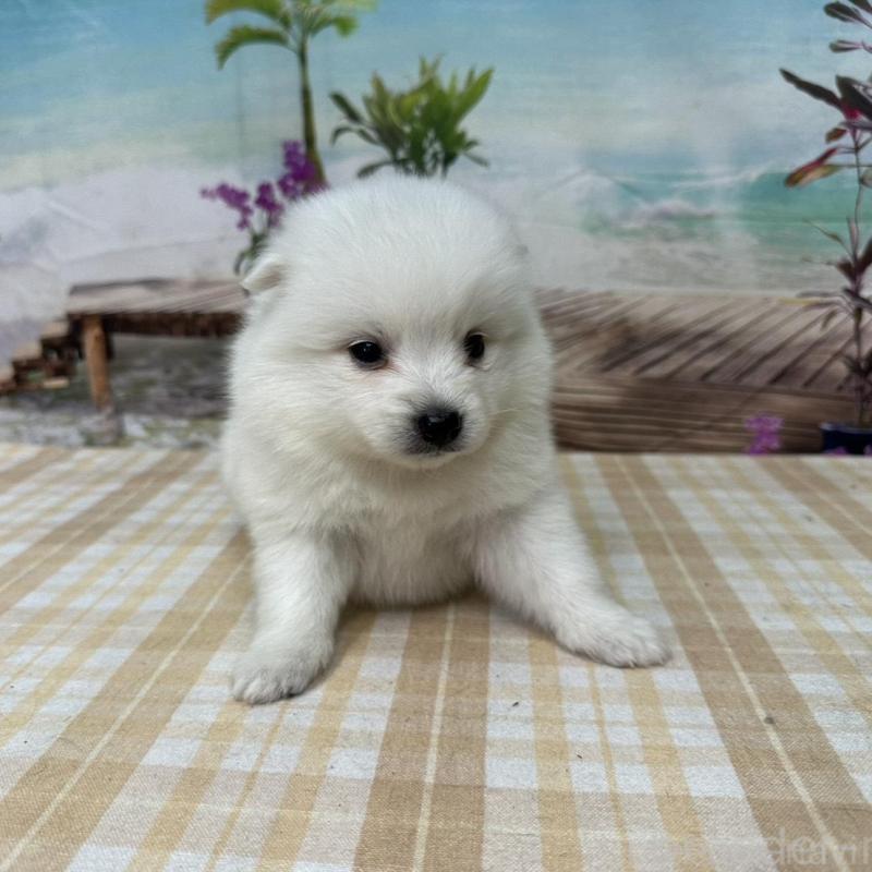 販売中の千葉県の日本スピッツ-427655