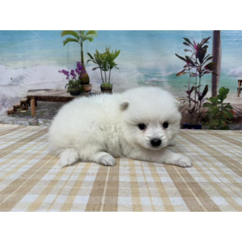 販売中の千葉県の日本スピッツ-427656の5枚目