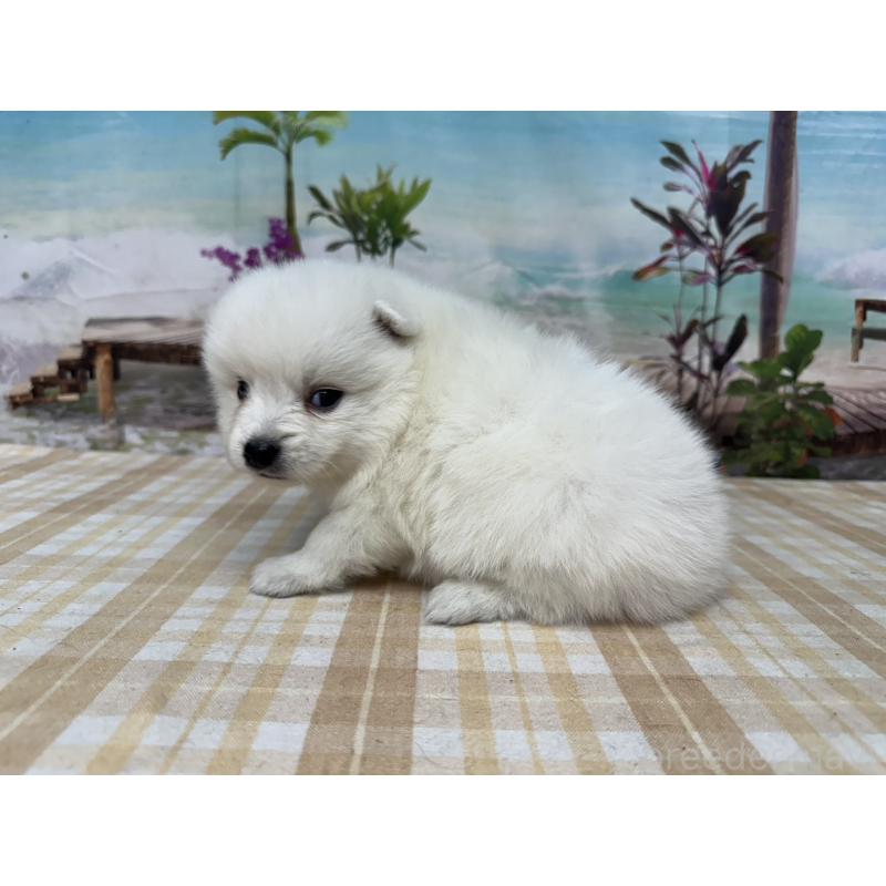 販売中の千葉県の日本スピッツ-427656の4枚目