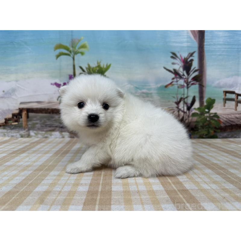 販売中の千葉県の日本スピッツ-427656の3枚目