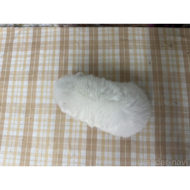 販売中の千葉県の日本スピッツ-427656の2枚目