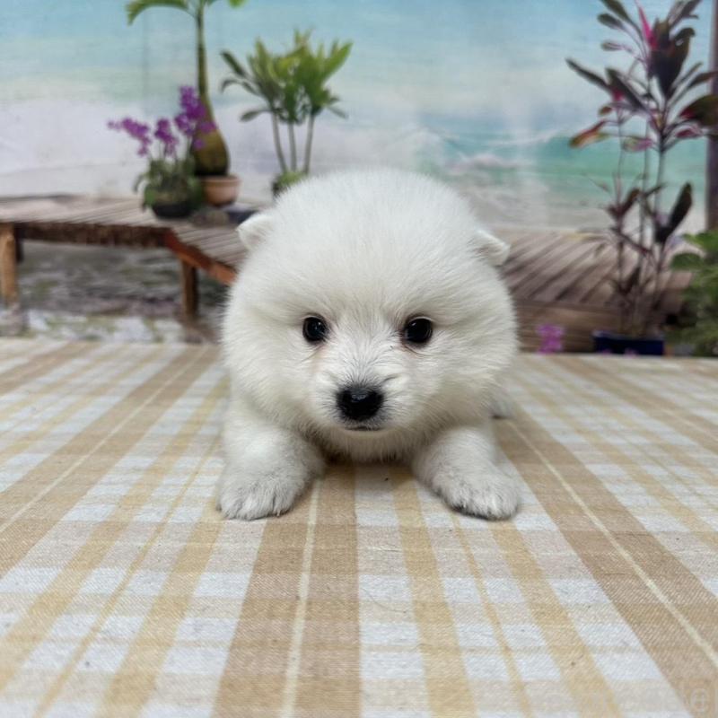 販売中の千葉県の日本スピッツ-427656