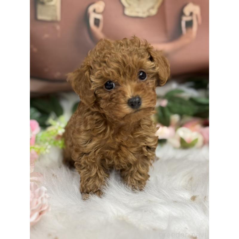 販売中の広島県のタイニープードル-421678の5枚目