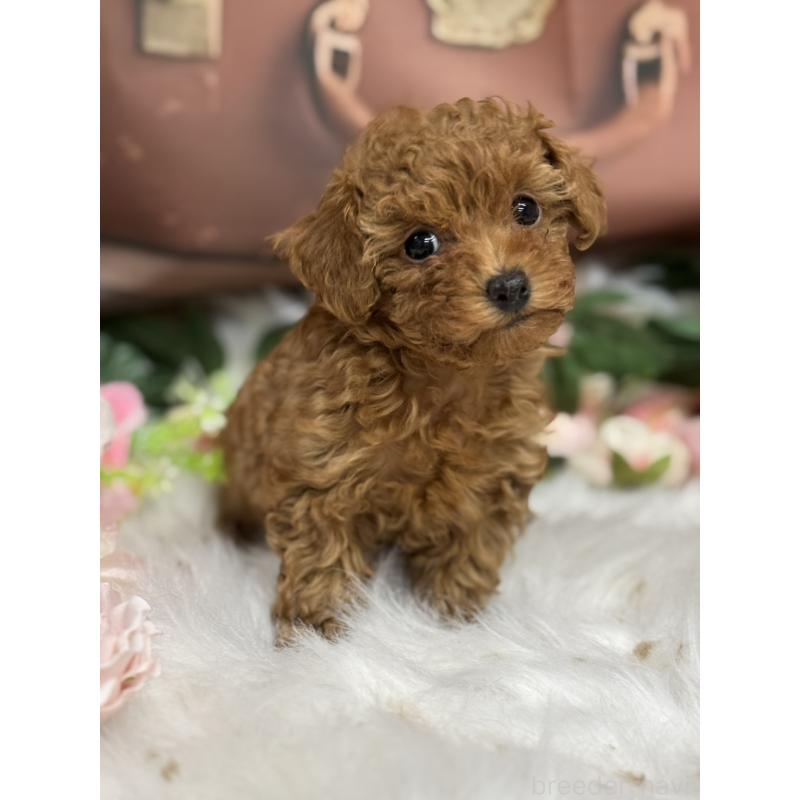販売中の広島県のタイニープードル-421678の4枚目