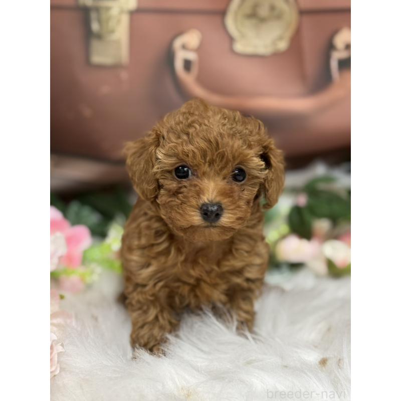 販売中の広島県のタイニープードル-421678の3枚目