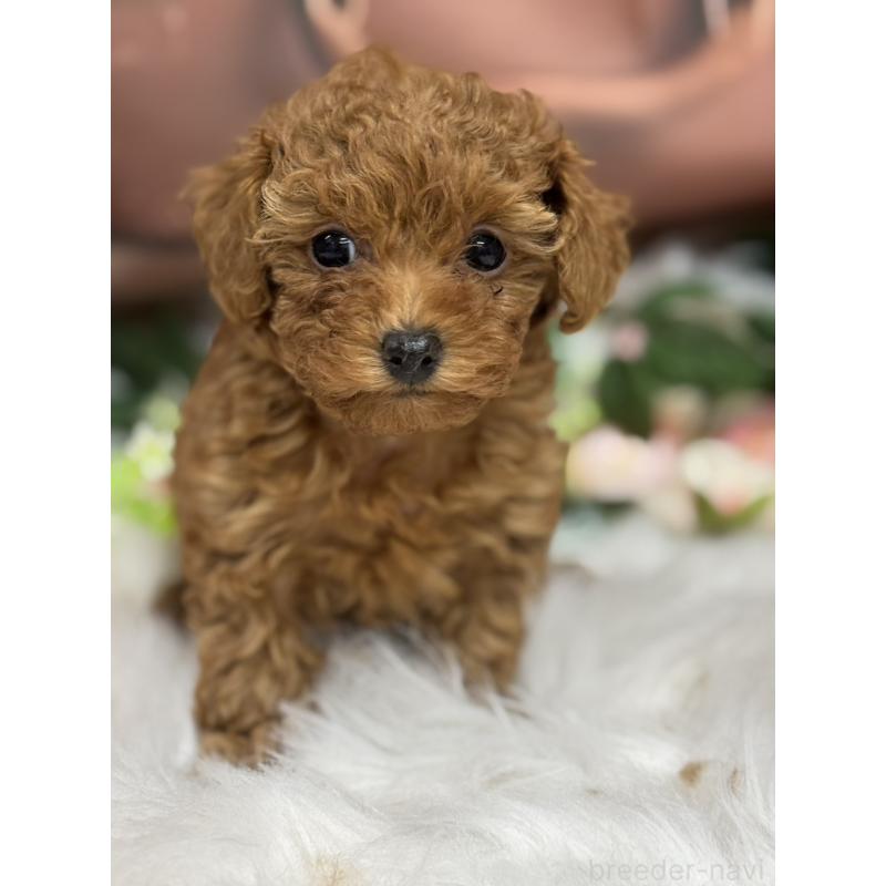 販売中の広島県のタイニープードル-421678の2枚目