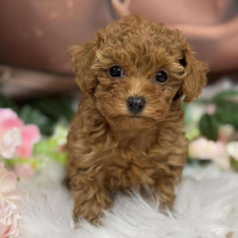販売中の広島県のタイニープードル-421678の1枚目