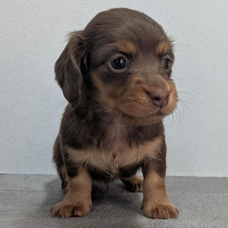 販売中の宮崎県のカニンヘンダックスフンド(ロングヘアード)-427657の5枚目