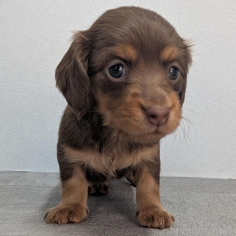 販売中の宮崎県のカニンヘンダックスフンド(ロングヘアード)-427657の4枚目