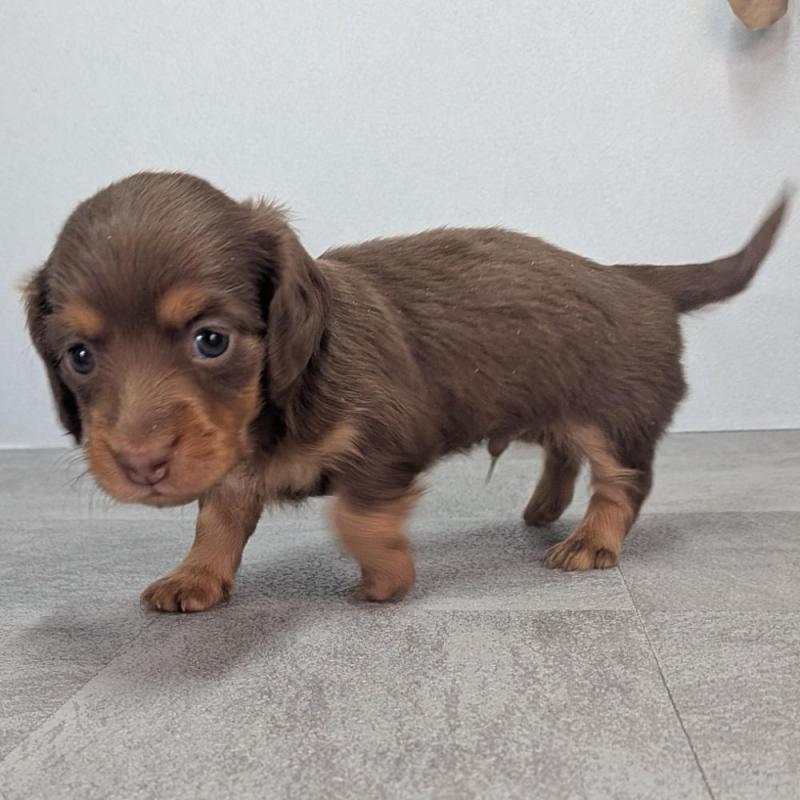 販売中の宮崎県のカニンヘンダックスフンド(ロングヘアード)-427657の3枚目