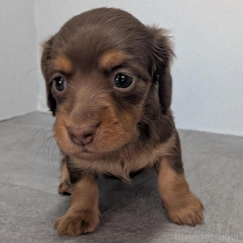 販売中の宮崎県のカニンヘンダックスフンド(ロングヘアード)-427657の2枚目