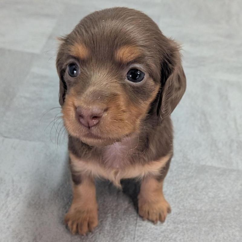 販売中ののカニンヘンダックスフンド(ロングヘアード)-427657