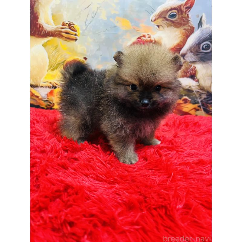 販売中の茨城県のポメラニアン-427662の3枚目