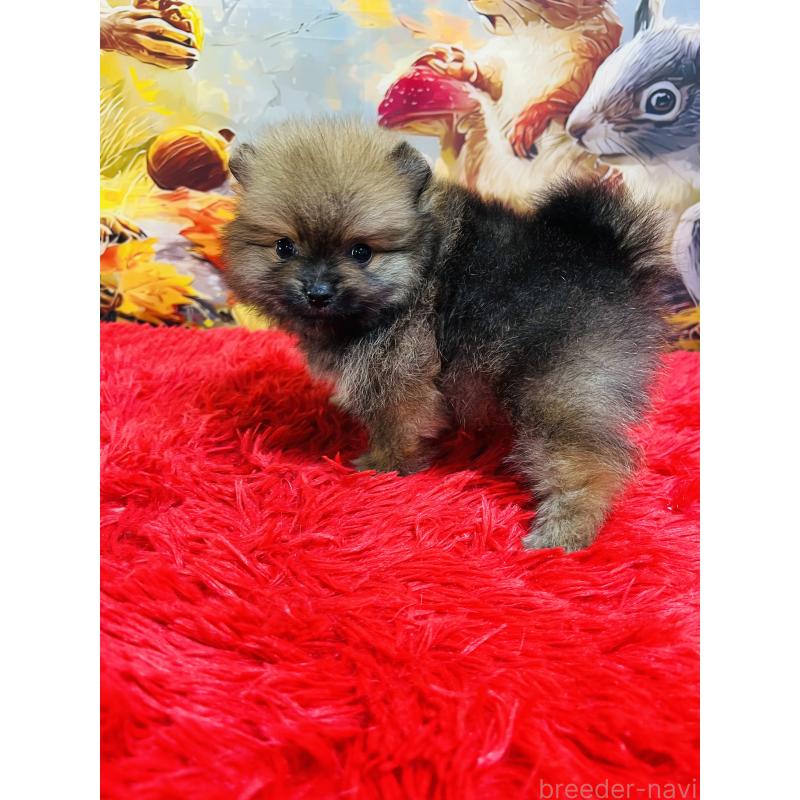 販売中の茨城県のポメラニアン-427662の2枚目