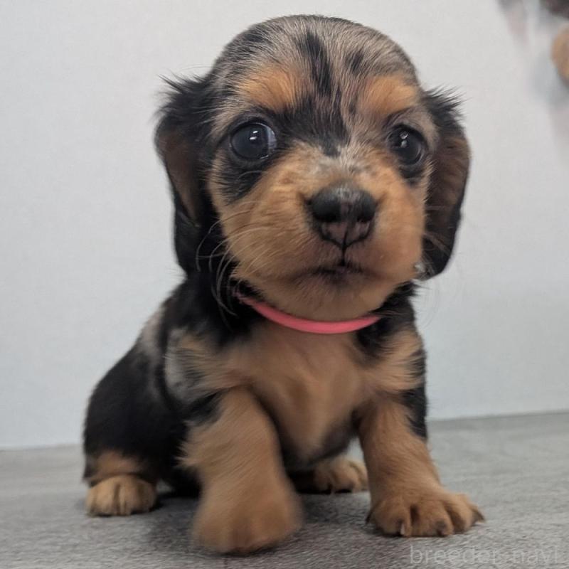 販売中の宮崎県のカニンヘンダックスフンド(ロングヘアード)-427659の5枚目