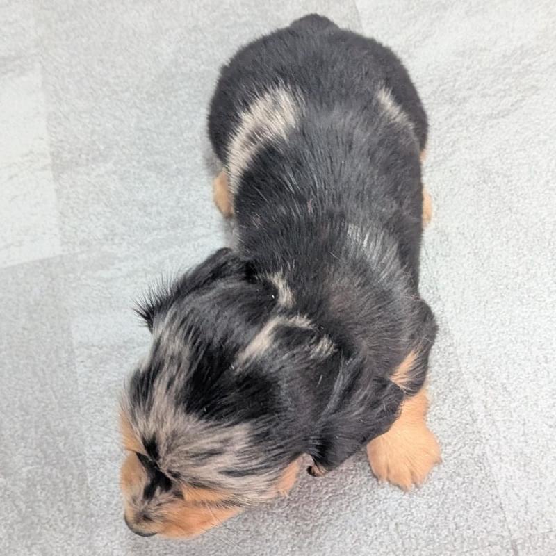 販売中の宮崎県のカニンヘンダックスフンド(ロングヘアード)-427659の4枚目