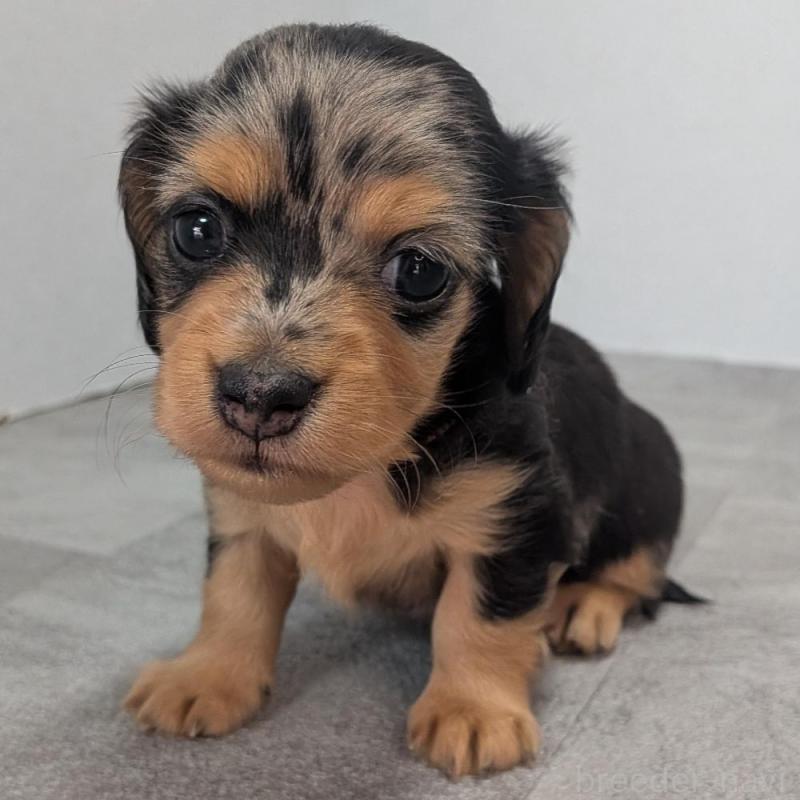 販売中の宮崎県のカニンヘンダックスフンド(ロングヘアード)-427659の3枚目