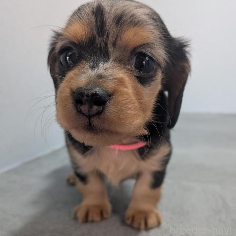 販売中の宮崎県のカニンヘンダックスフンド(ロングヘアード)-427659の2枚目