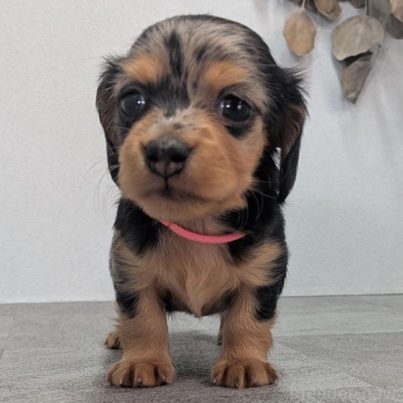 販売中の宮崎県のカニンヘンダックスフンド(ロングヘアード)-427659の1枚目