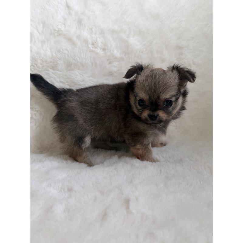 販売中の群馬県のチワワ(ロングコート)-427660の3枚目