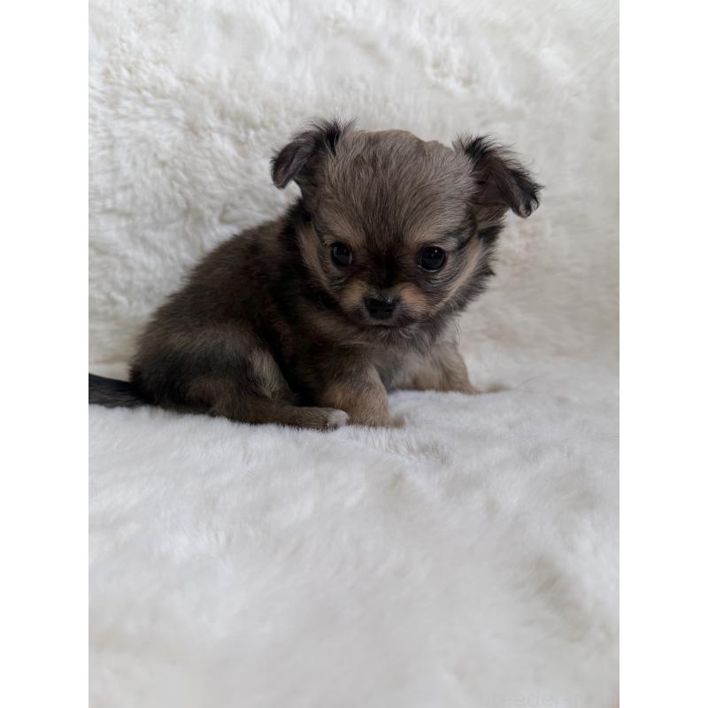 販売中の群馬県のチワワ(ロングコート)-427660の2枚目