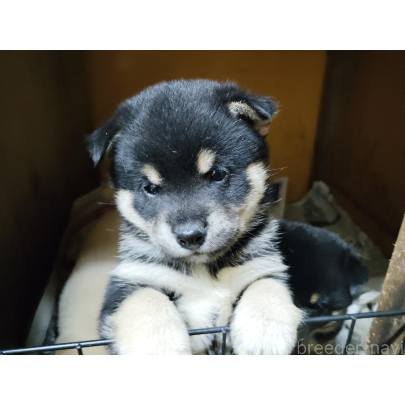 販売中の茨城県の豆柴-419782の3枚目