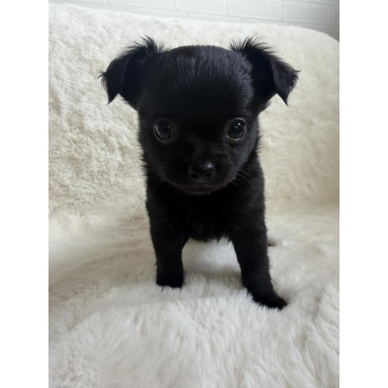 販売中の群馬県のチワワ(ロングコート)-427663の5枚目