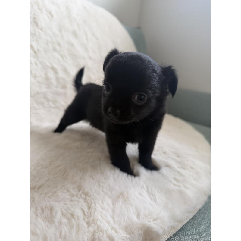 販売中の群馬県のチワワ(ロングコート)-427663の4枚目