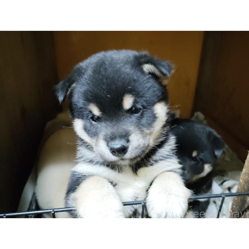 販売中の茨城県の豆柴-419782の2枚目