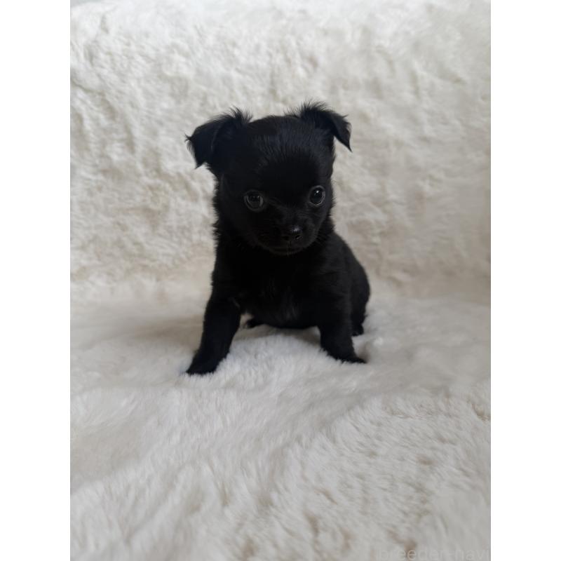 販売中の群馬県のチワワ(ロングコート)-427663の3枚目