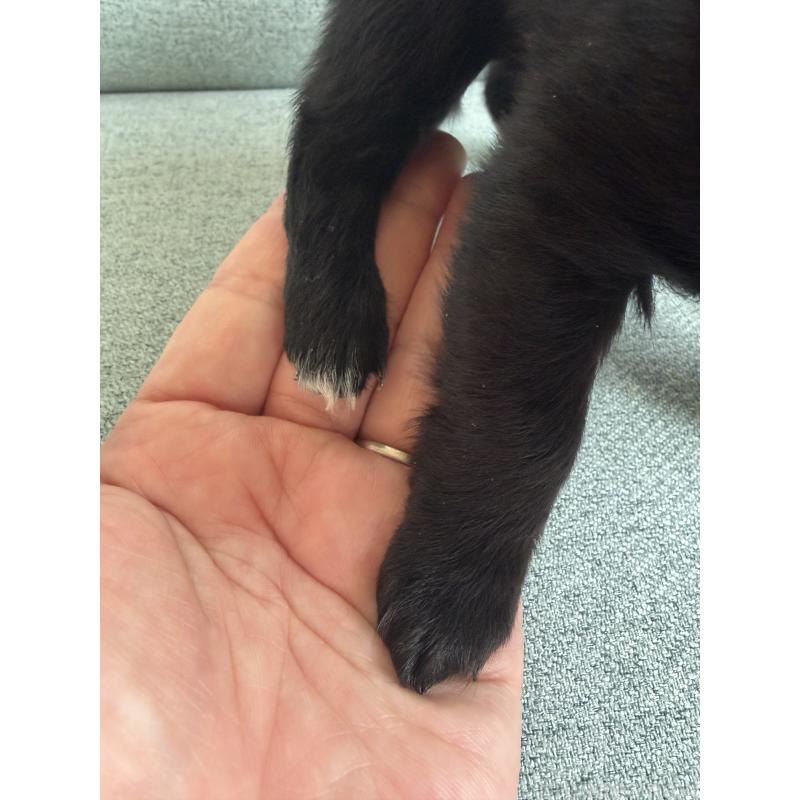 販売中の群馬県のチワワ(ロングコート)-427663の2枚目