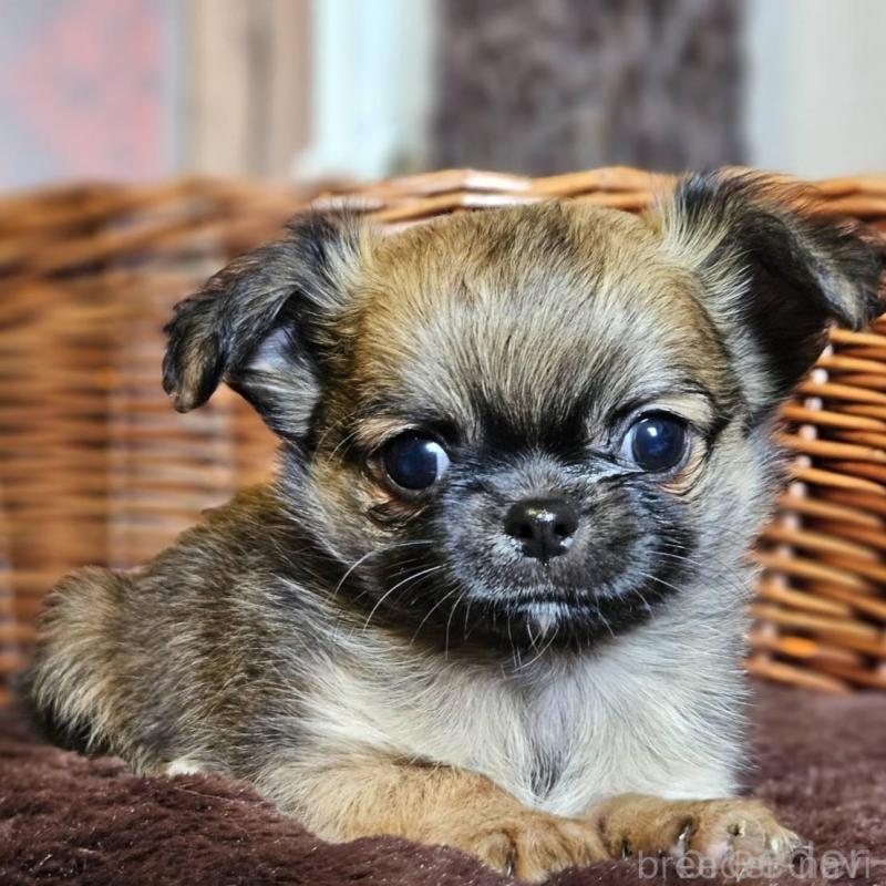 販売中の岐阜県のチワワ(ロングコート)-427661の1枚目