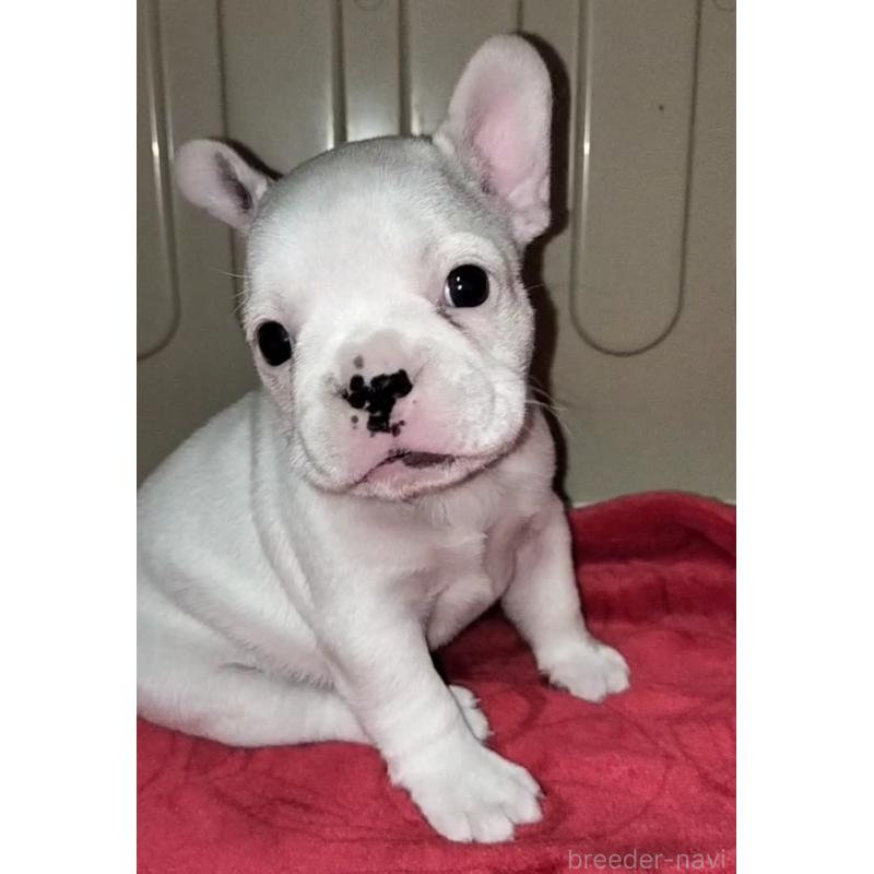販売中の沖縄県のフレンチブルドッグ-426705