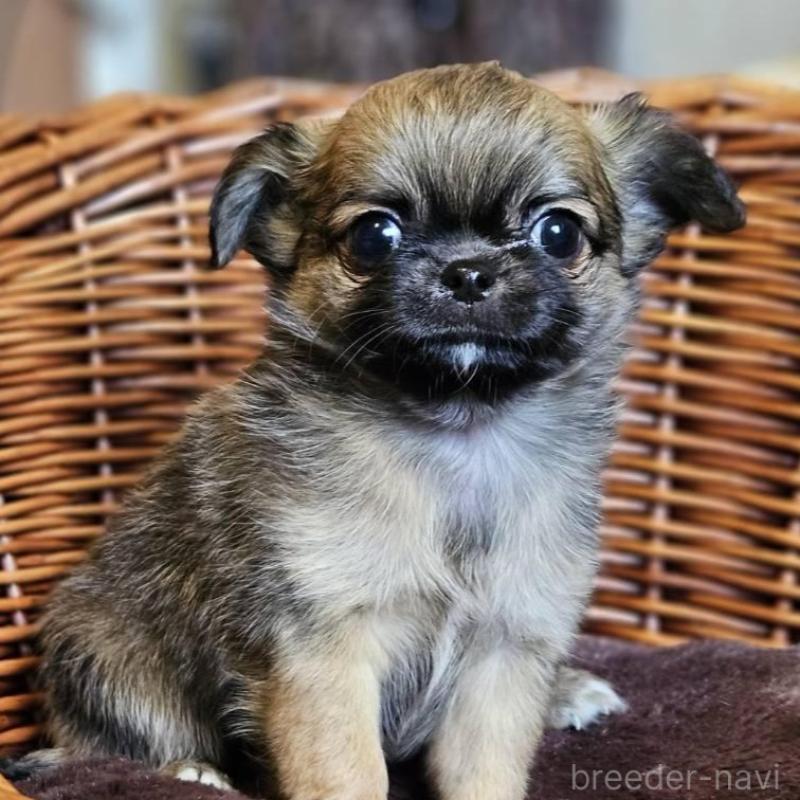 販売中の岐阜県のチワワ(ロングコート)-427661の4枚目