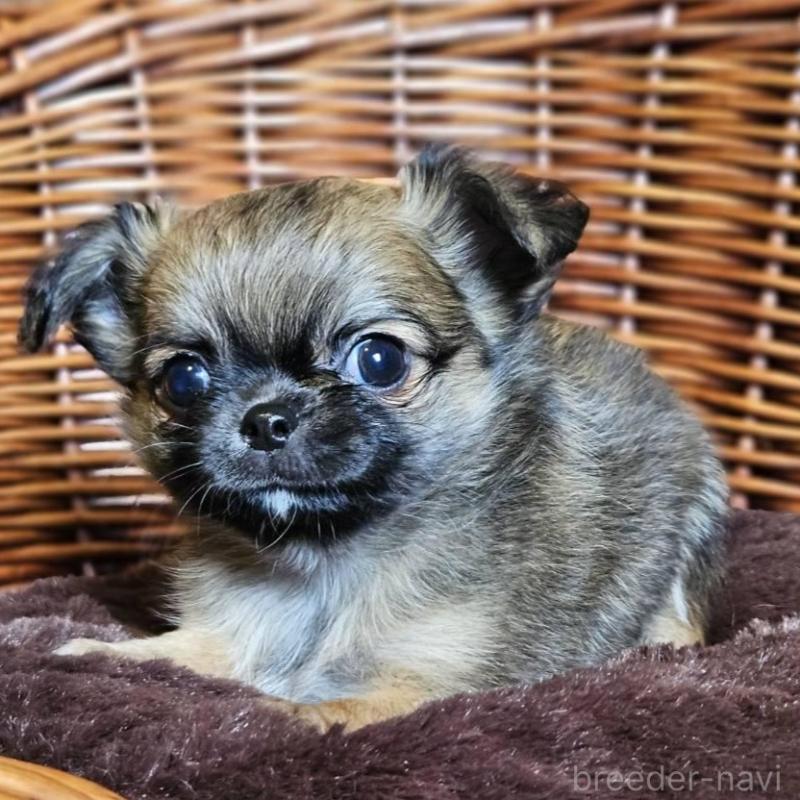 販売中の岐阜県のチワワ(ロングコート)-427661の3枚目