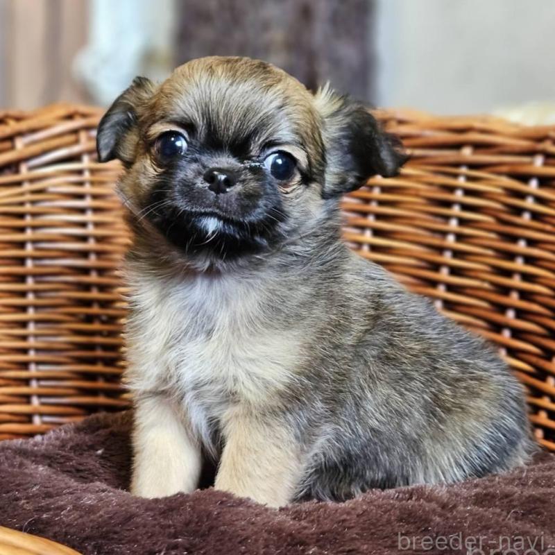 販売中の岐阜県のチワワ(ロングコート)-427661の2枚目