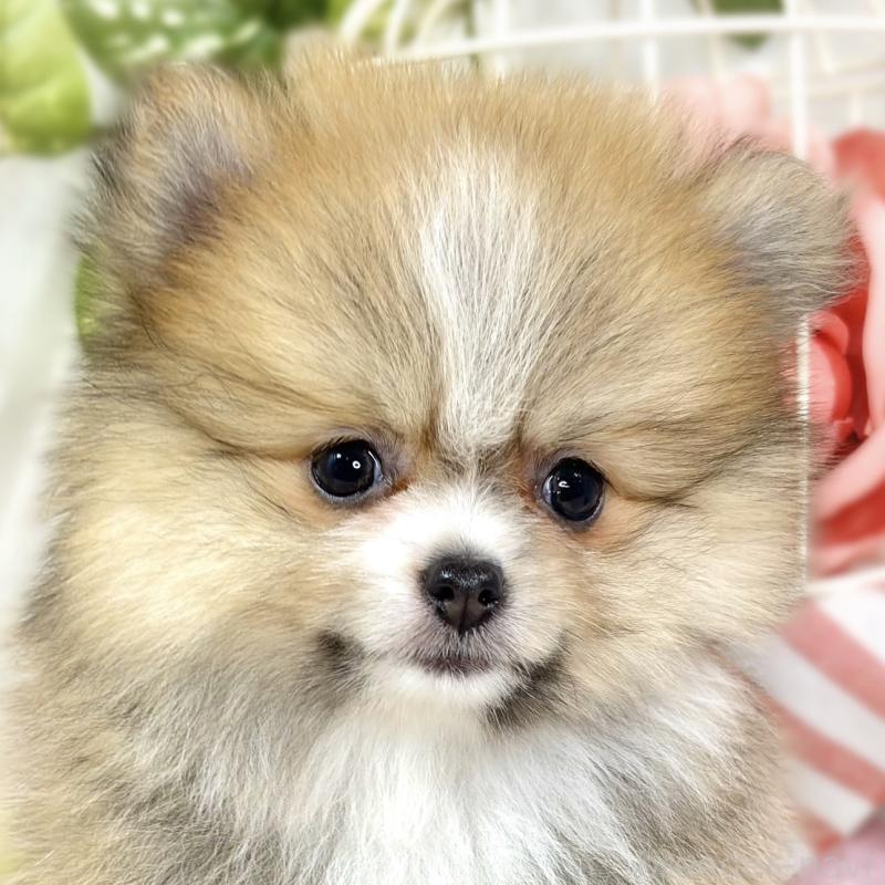 販売中の滋賀県のポメラニアン-426206