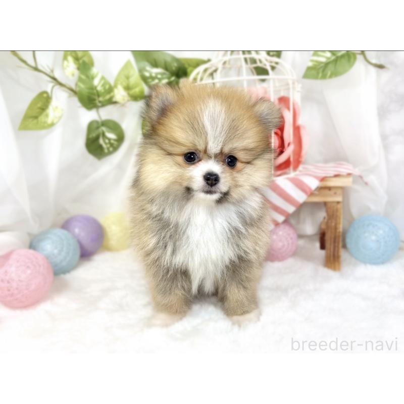 成約済の滋賀県のポメラニアン-426206の4枚目