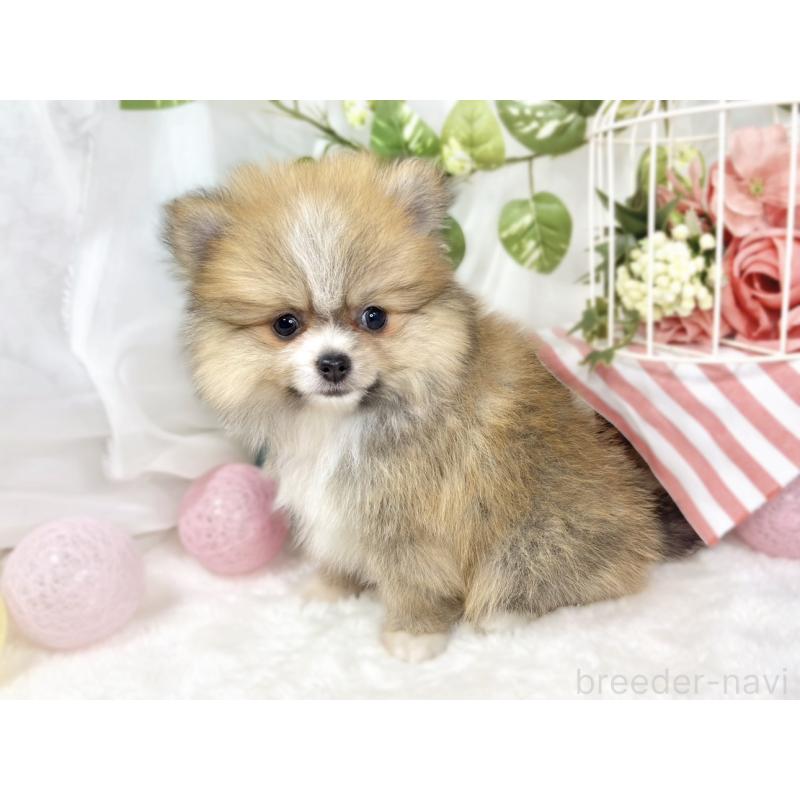 成約済の滋賀県のポメラニアン-426206の3枚目