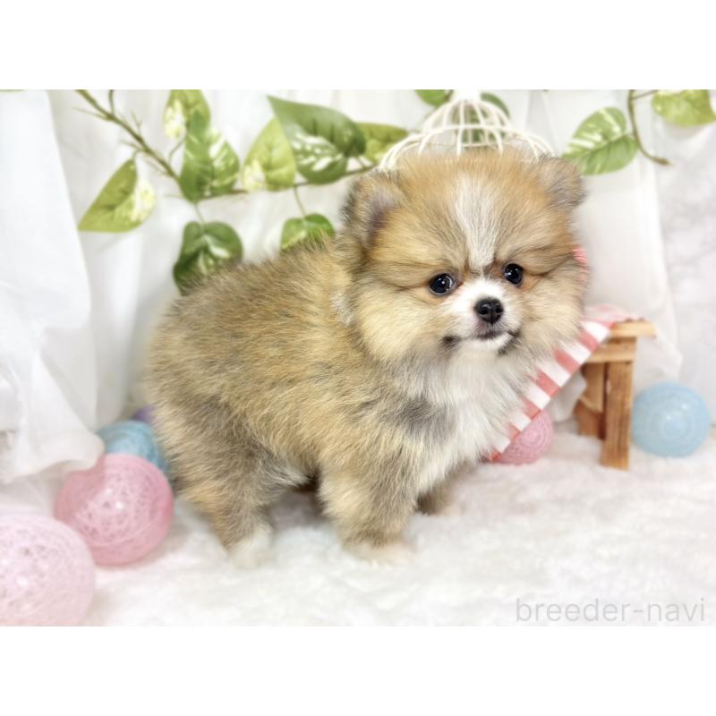 成約済の滋賀県のポメラニアン-426206の2枚目