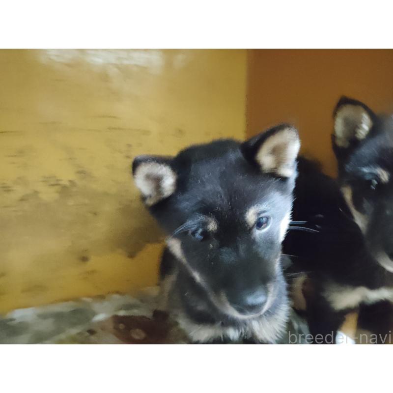 販売中の茨城県の豆柴-409133の2枚目