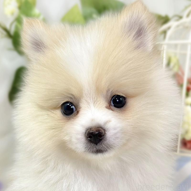 販売中の滋賀県のポメラニアン-426208